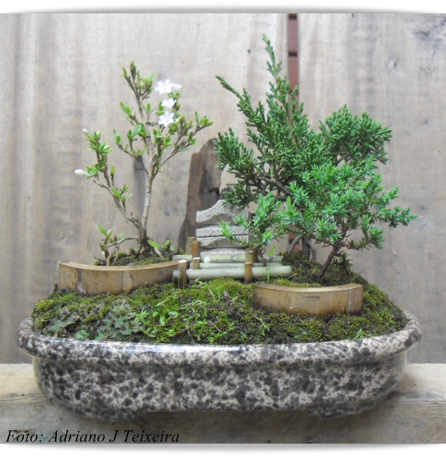 mini jardim oriental:um mini jardim Oriental! mini jardim oriental:um mini jardim Oriental!