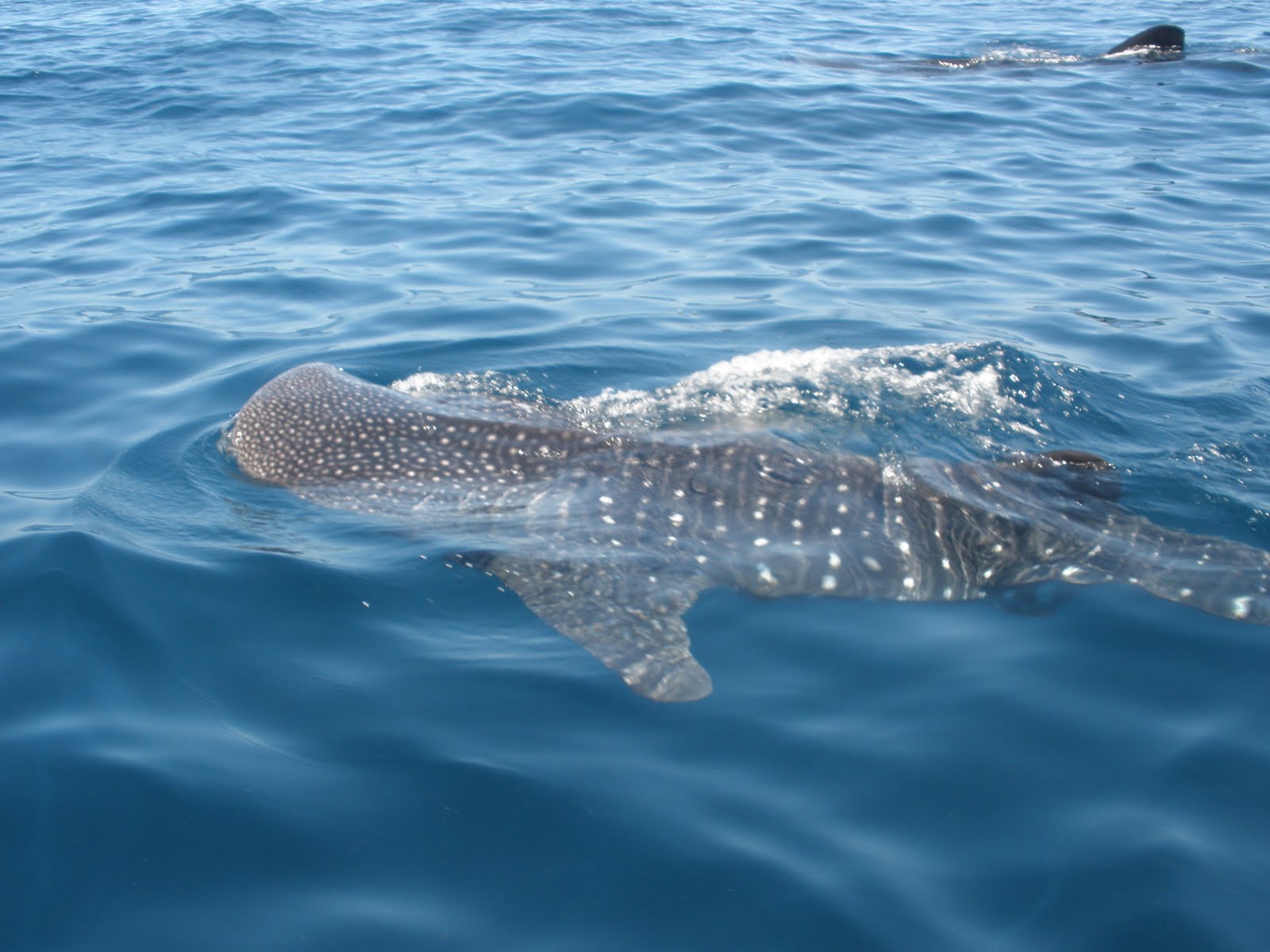 shark under canoe