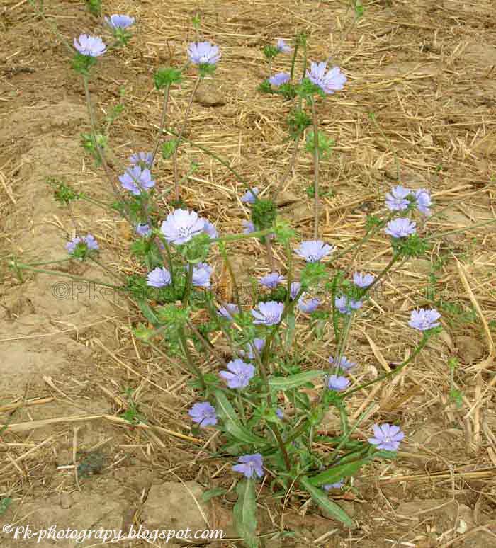 Chicory Plant and Flowers Nature, Cultural, and Travel