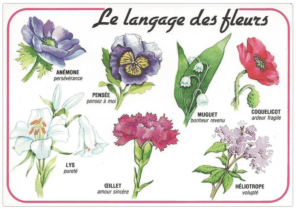 fleurs+langage+planche+04.png
