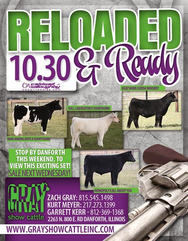 DIAMOND G CATTLE CO. Gray Show Cattle Illinois