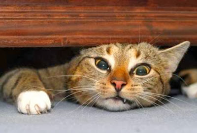 stuck cat under dresser maybe