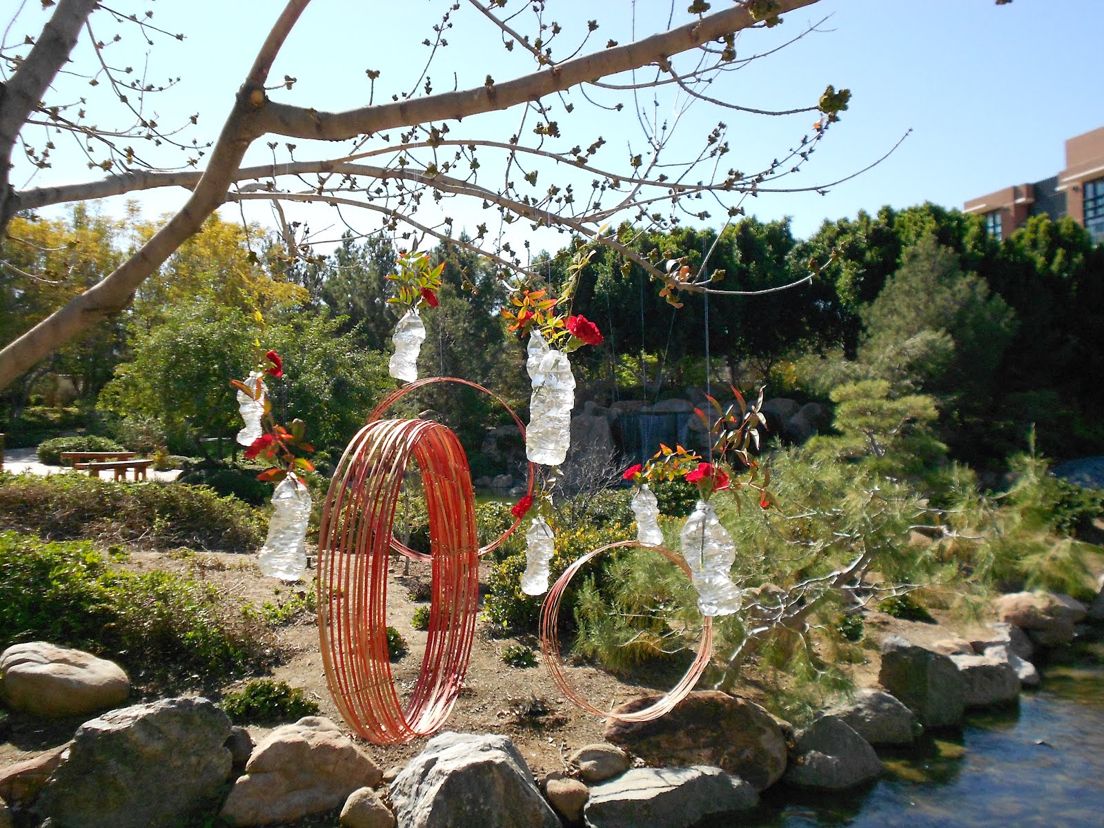 Ikebana in Desert: Ikebana in Japanese Friendship Garden, Phoenix