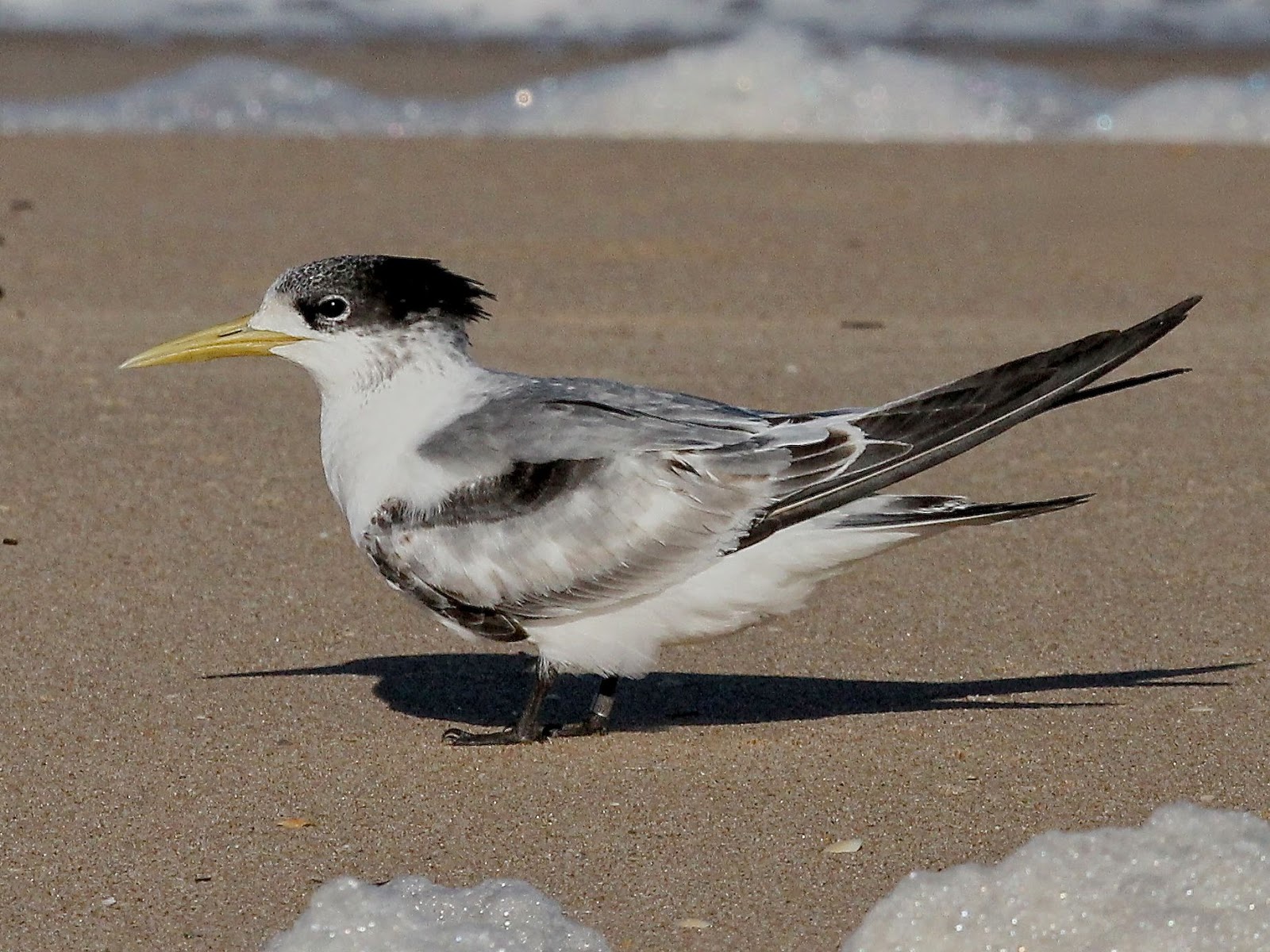 Avithera Bird bands and flags