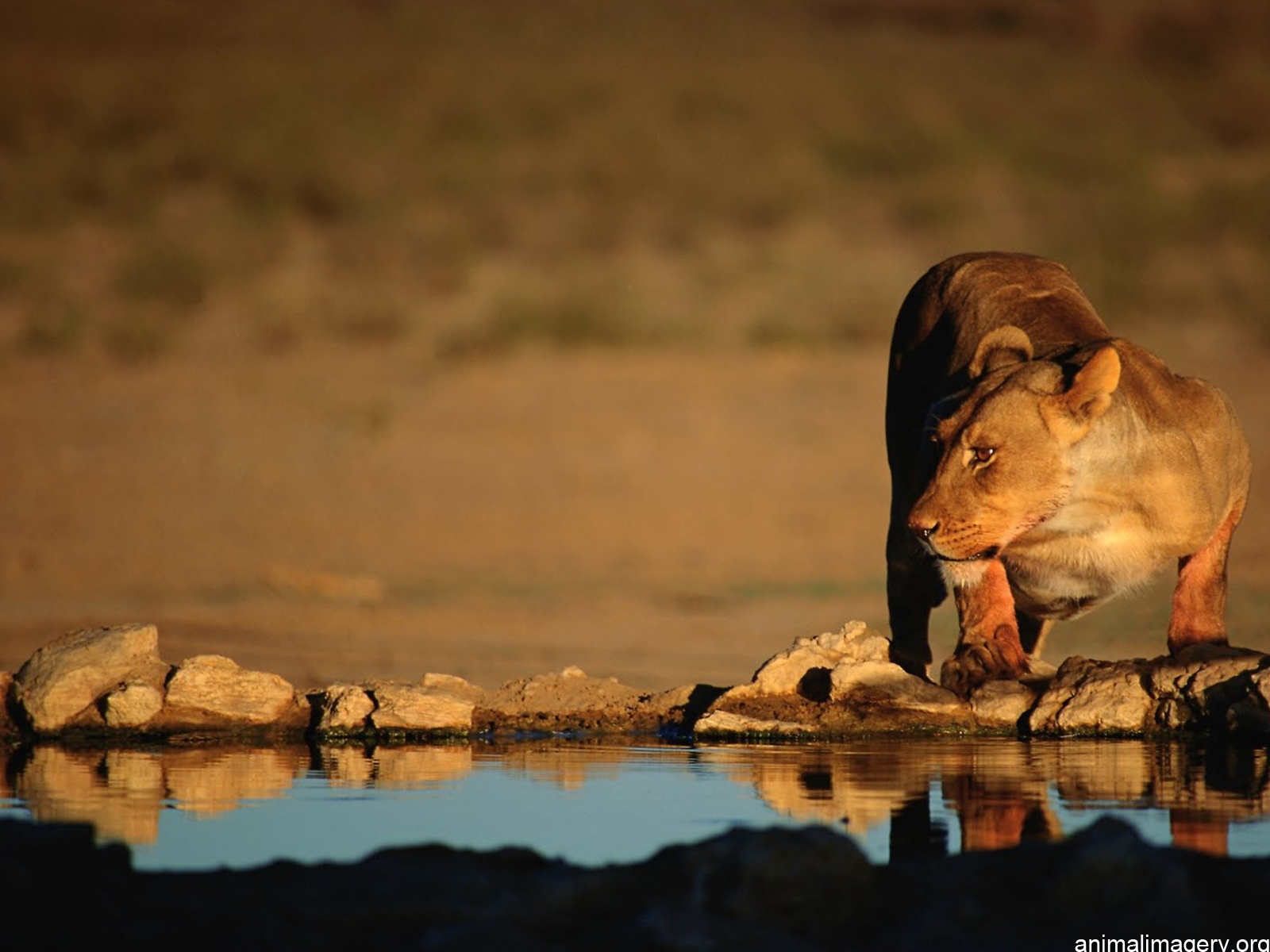 lion hd wallpapers african lions pictures animal photo