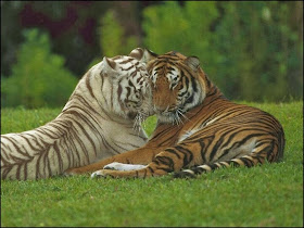 Tiger love