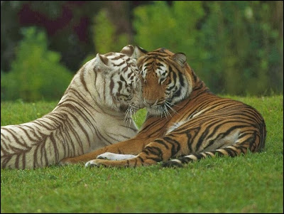 Tiger love