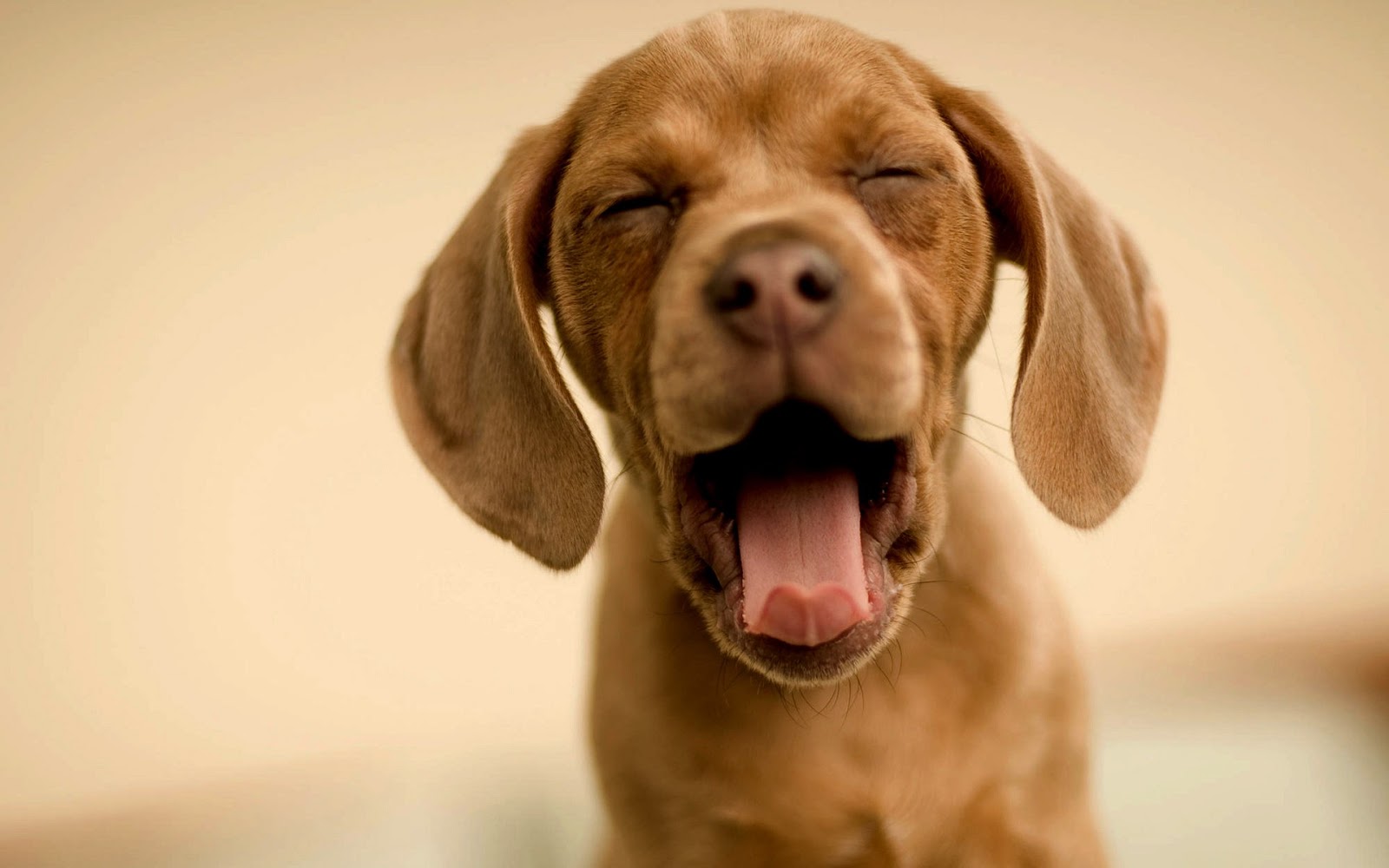 Funny Animal Wallpaper HD