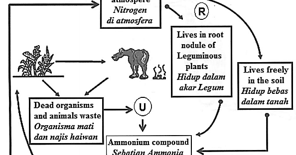 Significance of nitrogen cycle image