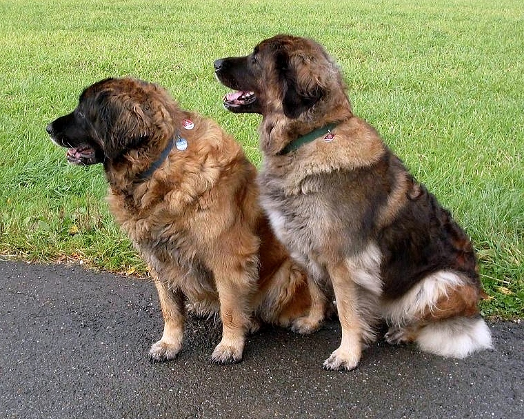Petwatch Fuer die Partnerschaft Mensch Hund Human Dog Bonding