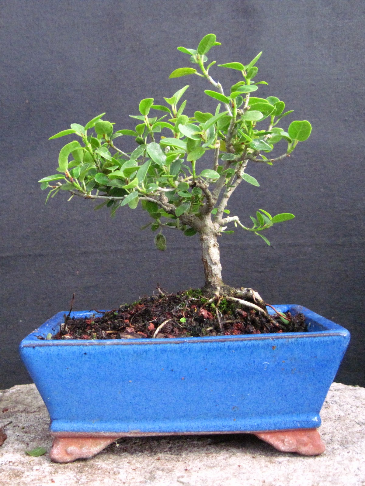Bonsai Beginnings Ficus Burttdavyi "nana".