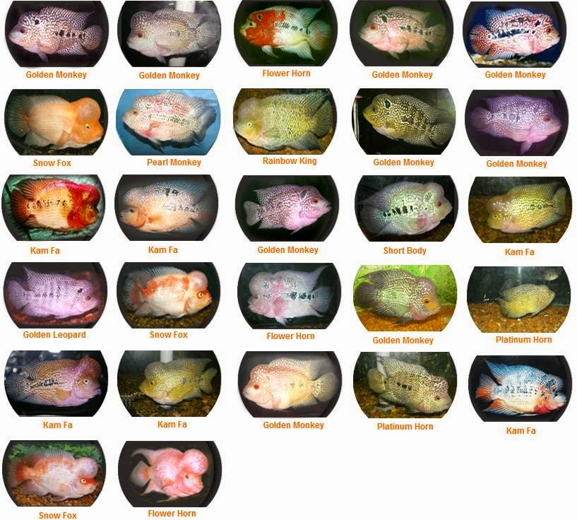 Knowledge is power Flowerhorn Strains