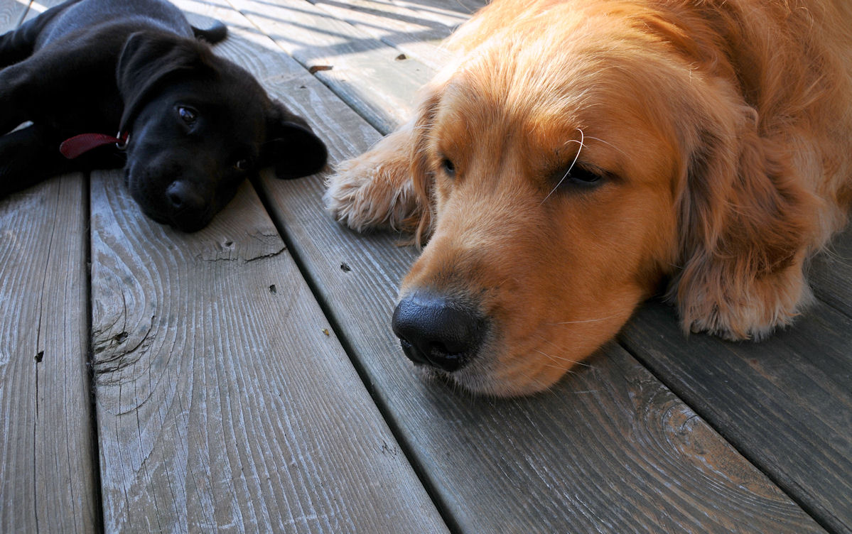 Lethargic Dog Meaning