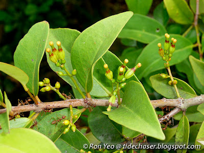 Common Chinese Mistletoe (Macrosolen cochinchinensis) Common Chinese Mistletoe (Macrosolen cochinchinensis)
