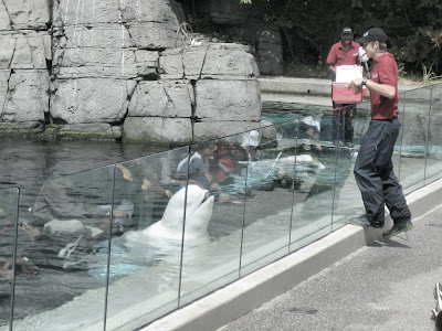 Newstories: Beluga Whale