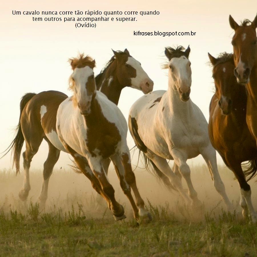 Frases Bonitas Com Imagens De Cavalos