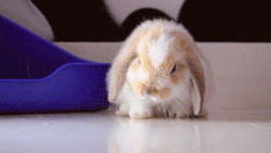 Funny animal gifs - part 116 (10 gifs), cute bunny falls asleep