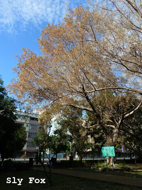台南青年公園菩提樹