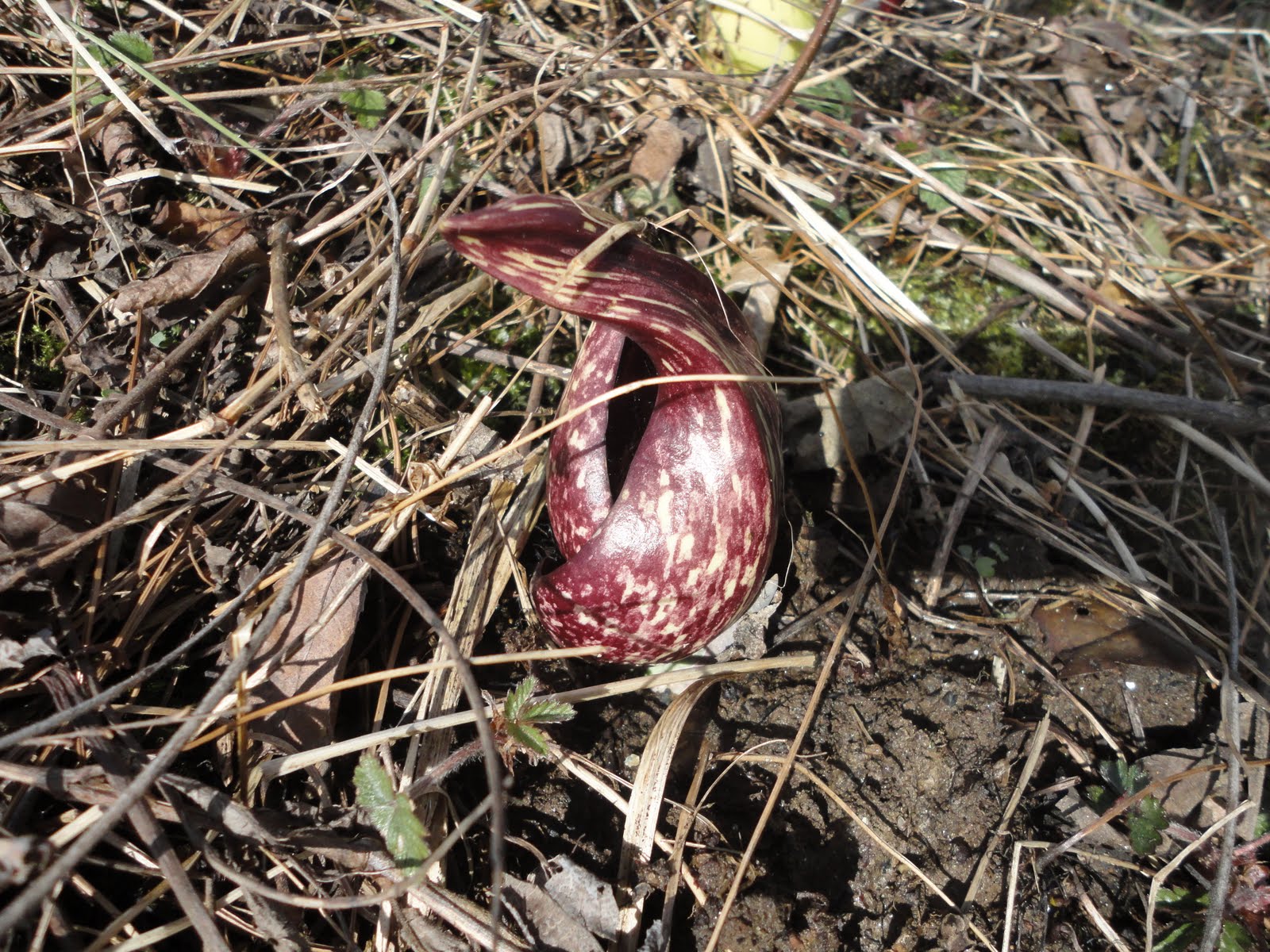 See Also: Filibuster Definition filibuster definition filibuster definition