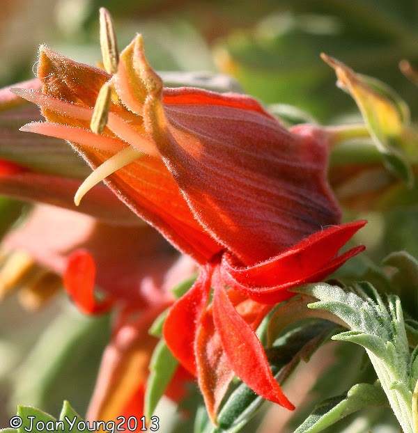 Natures World of Wonder Honey Flower (Melianthus comosus)