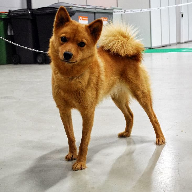 Cute Little House Dogs That Don Cute Little House Dogs That Don