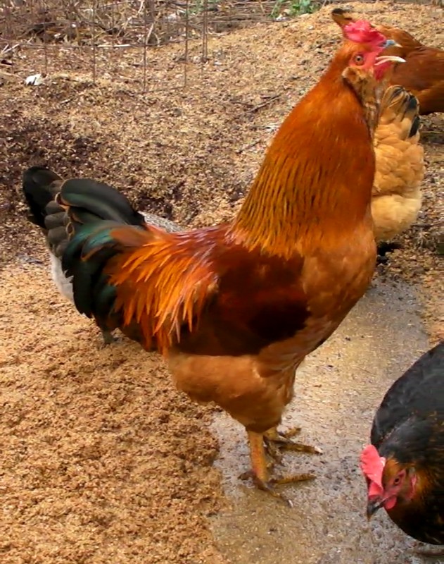 How the worst chicken ever became the best chicken ever