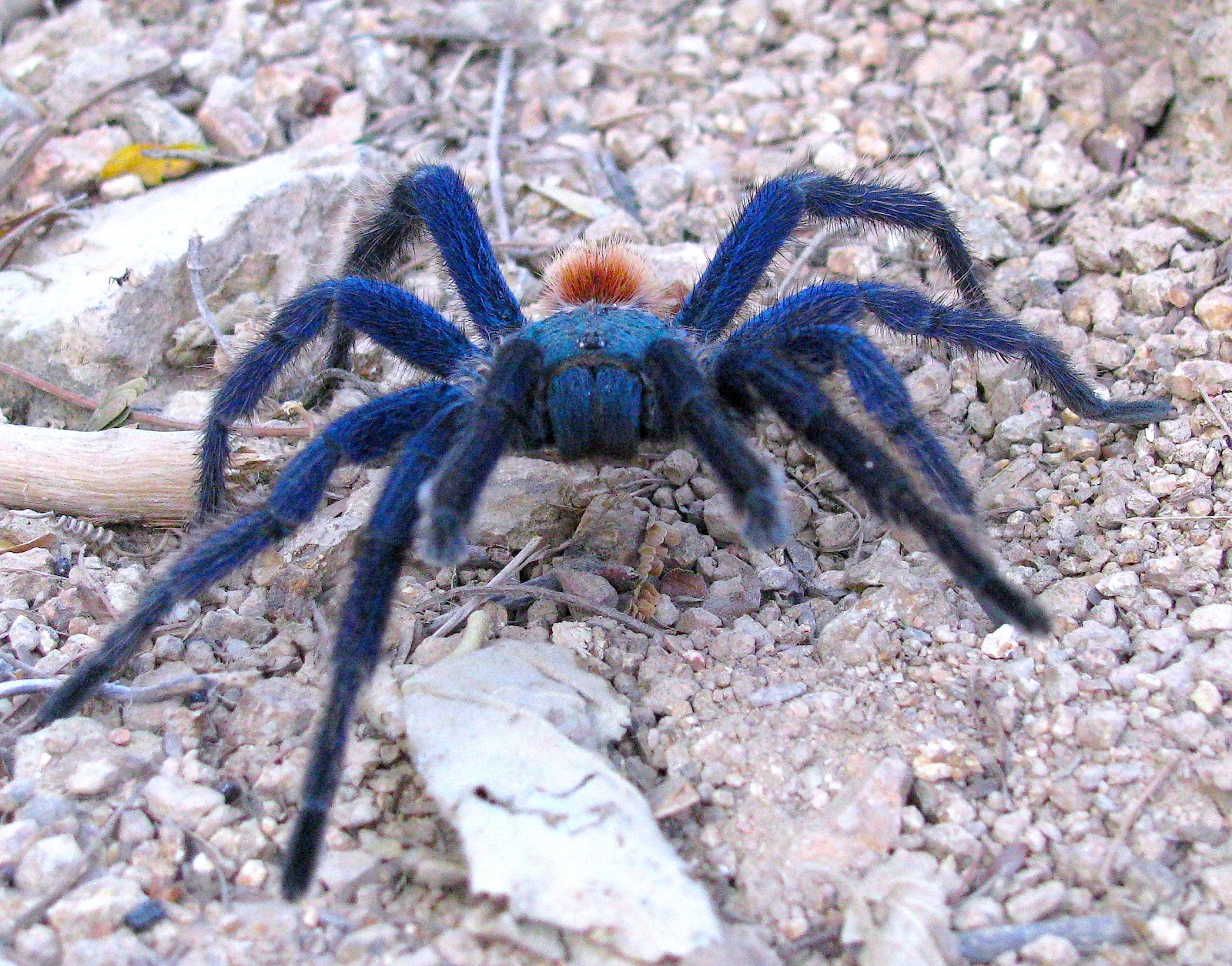 Blue Bottle Tarantula