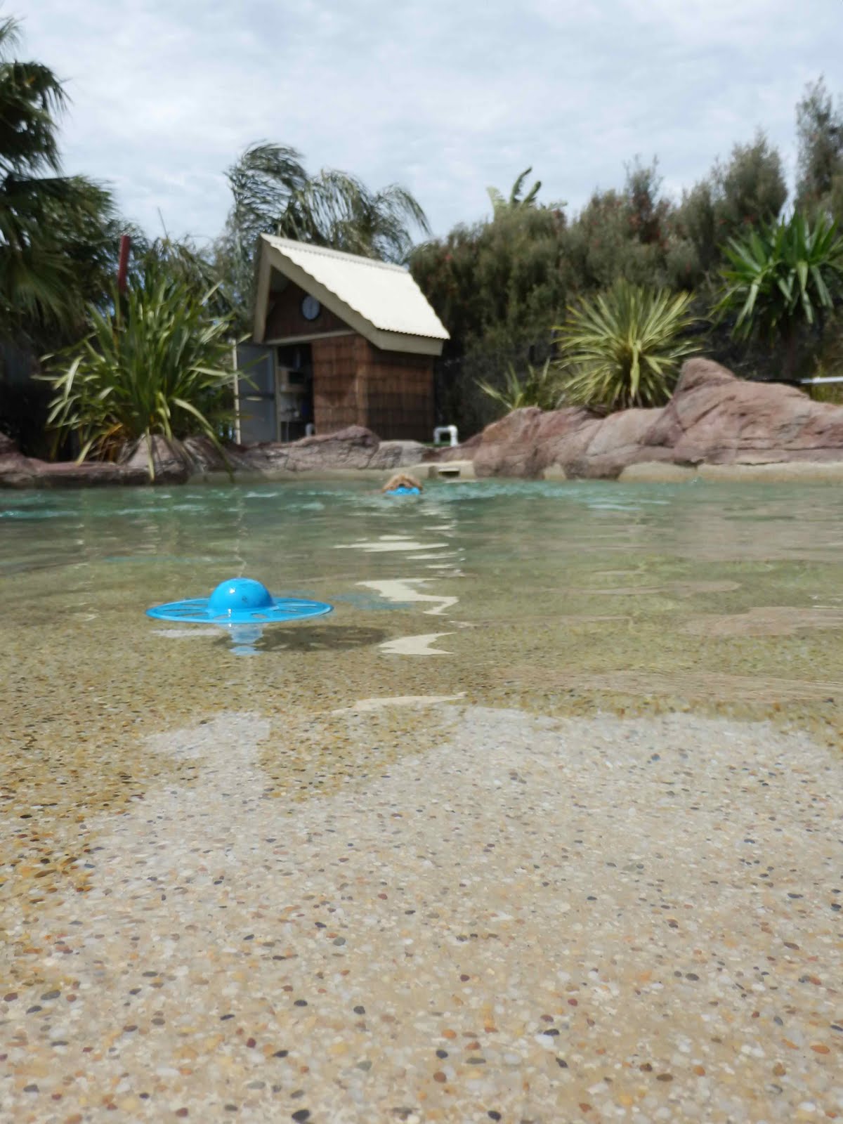 my dog swimming outdoors at Kepala