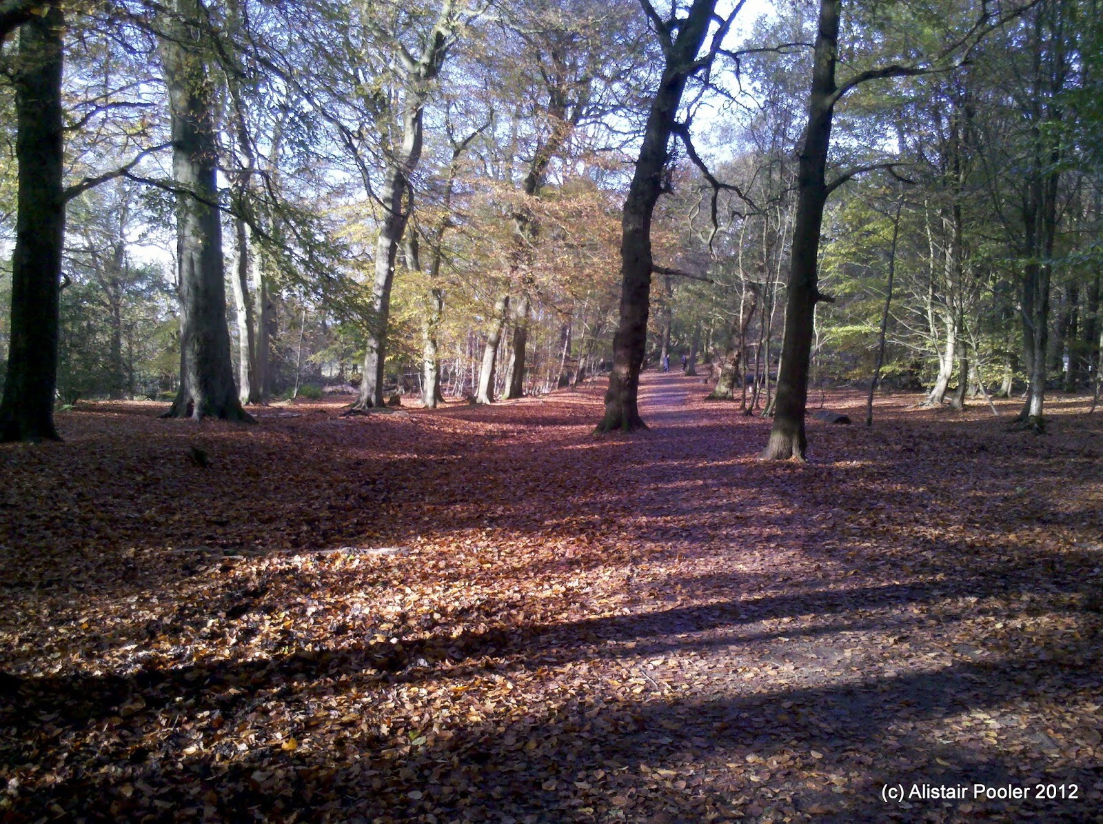 Alistair's Walks A Wizard Walk at Alderley Edge