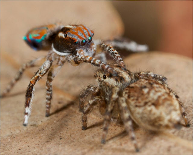 عنكبوت الطاووس من أجمل عناكب العالم Peacock+spider+8