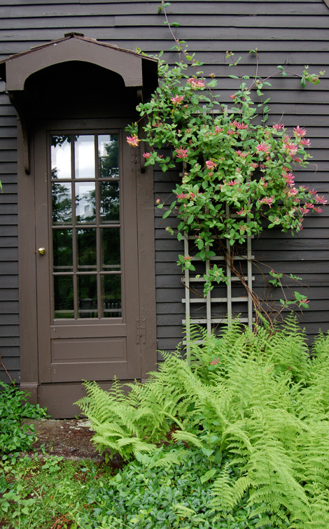 How To Grow Spiraea Japonica Goldflame The Garden Of Eaden