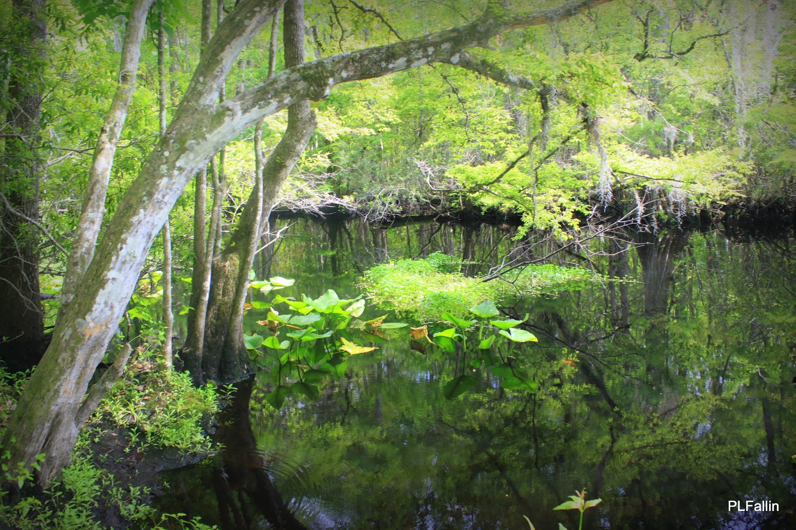 PL Fallin Photography Durbin Creek
