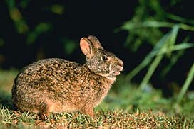 Burgess Animal Book For Children Learning Guide Teach Beside Me