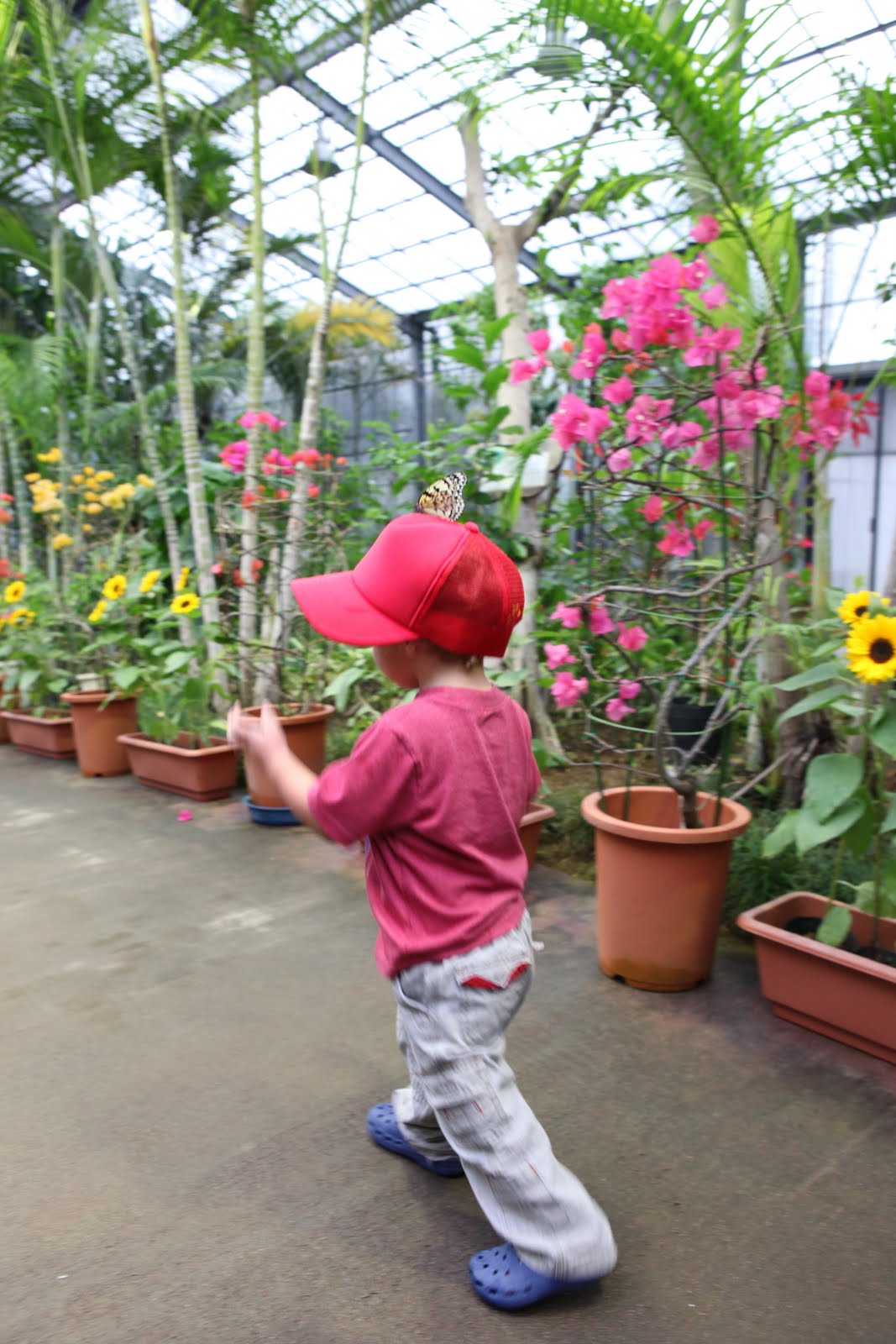 OUR LIFE AS AN AIR FORCE FAMILY Ryugujo Butterfly Garden Okinawa, Japan