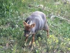 Pudú