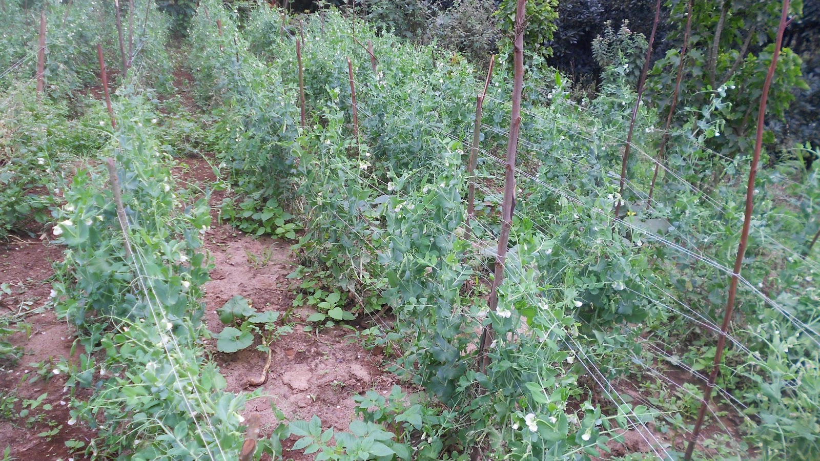 Small Scale Snow peas growing AgroEnvironment Initiative