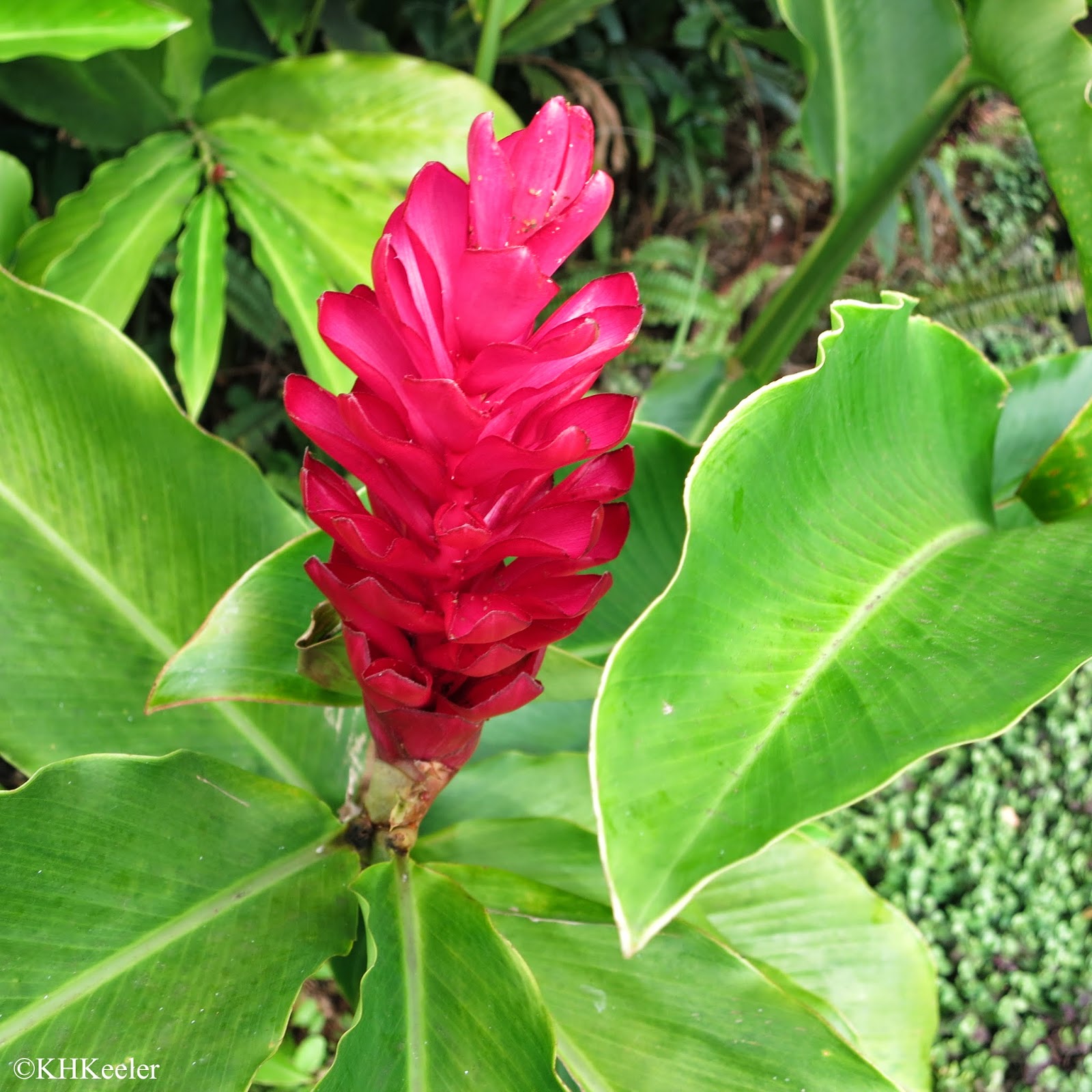 A Wandering Botanist Visiting Kauai Flowers!