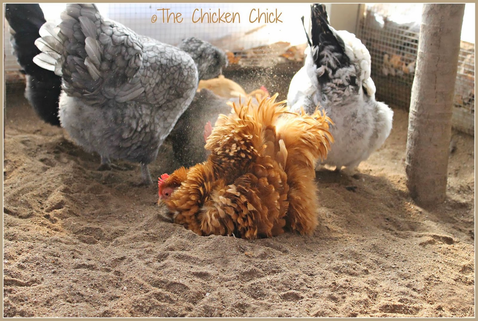 How and When to Give a Chicken a Bath The Chicken Chick®
