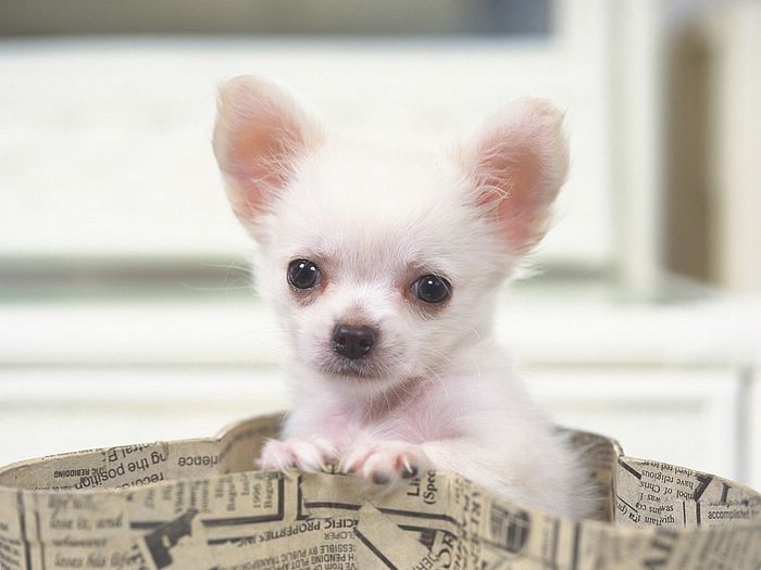 Toy Dog Puppies Pictures