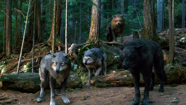 Werewolf Phasing Twilight