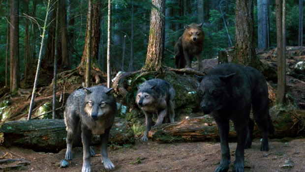 Información sobre Metamorfos Wolves+Eclipse