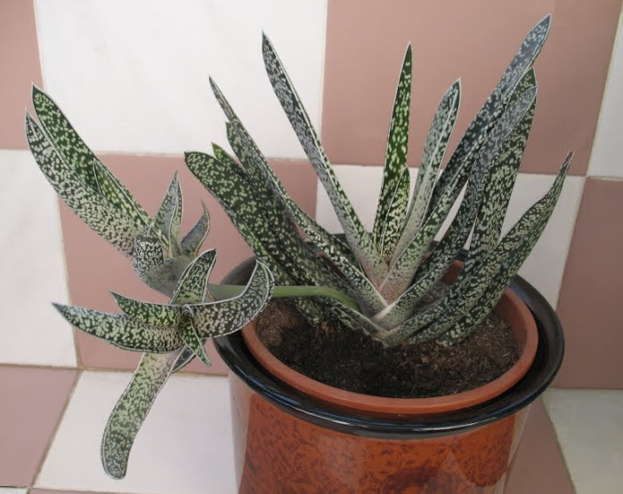 Gasteria verrucosa