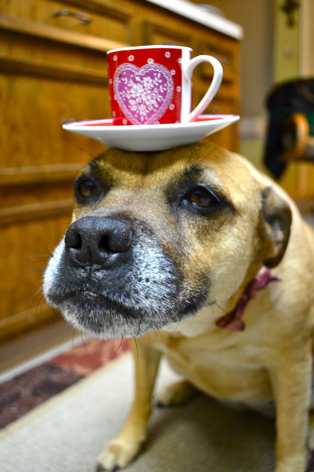 Mug And Saucer Dog Pictures Doggy Bowser