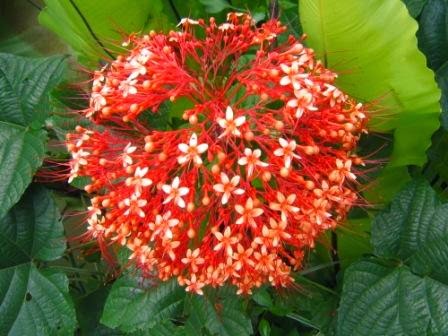 Khasiat Bunga Pagoda (Clerodendrum japonicum Thunb. Sweet)   Bunga pagoda merupakan tanaman yang sering kita jumpai di sekitar kita Khasiat Bunga Pagoda (Clerodendrum japonicum Thunb. Sweet)