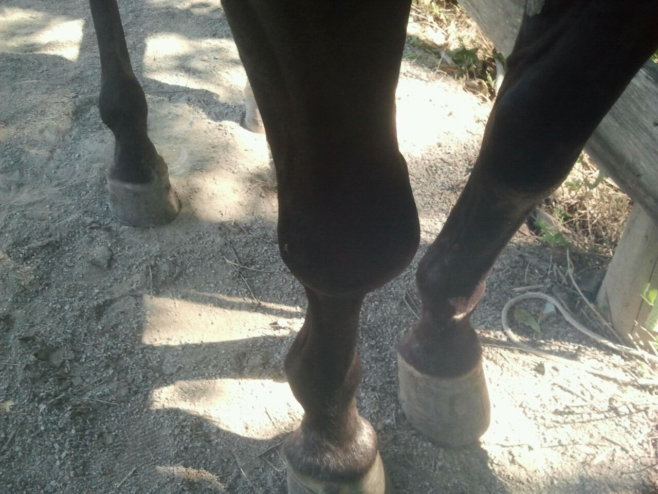 Holistic EquineNatural Health for Your Horse Horse knee resultBefore