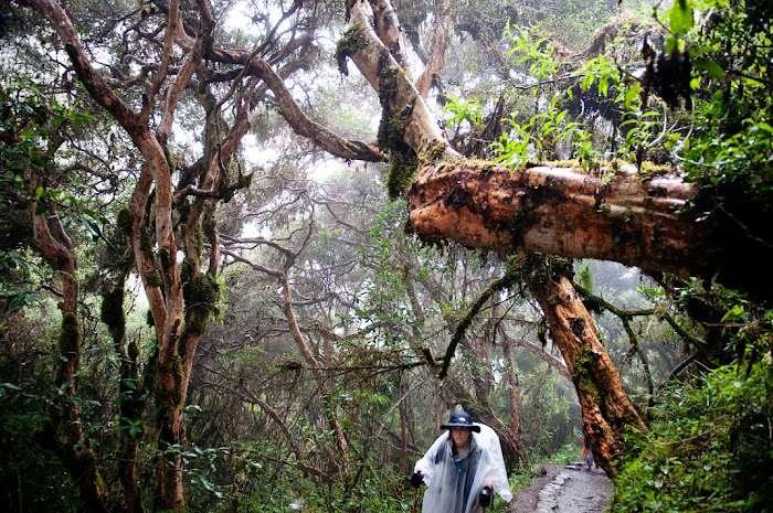 inca trail peru south america travel photography