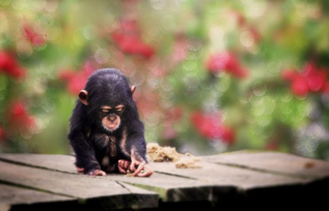 cute baby animals, baby animals, baby animal pictures, adorable baby animal pictures, baby chimpanzee, cute baby chimpanzee pictures