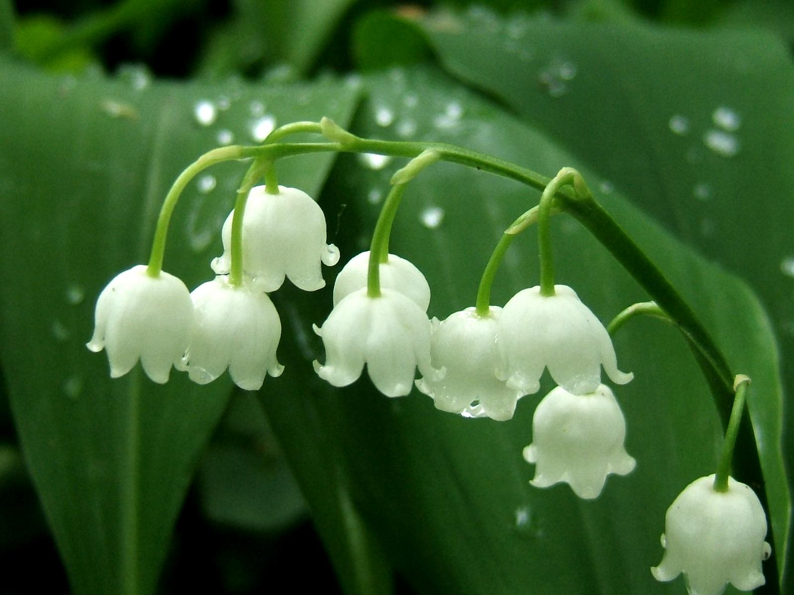 muguet en anglais muguet en anglais