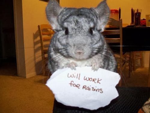 Can chinchillas eat meat image