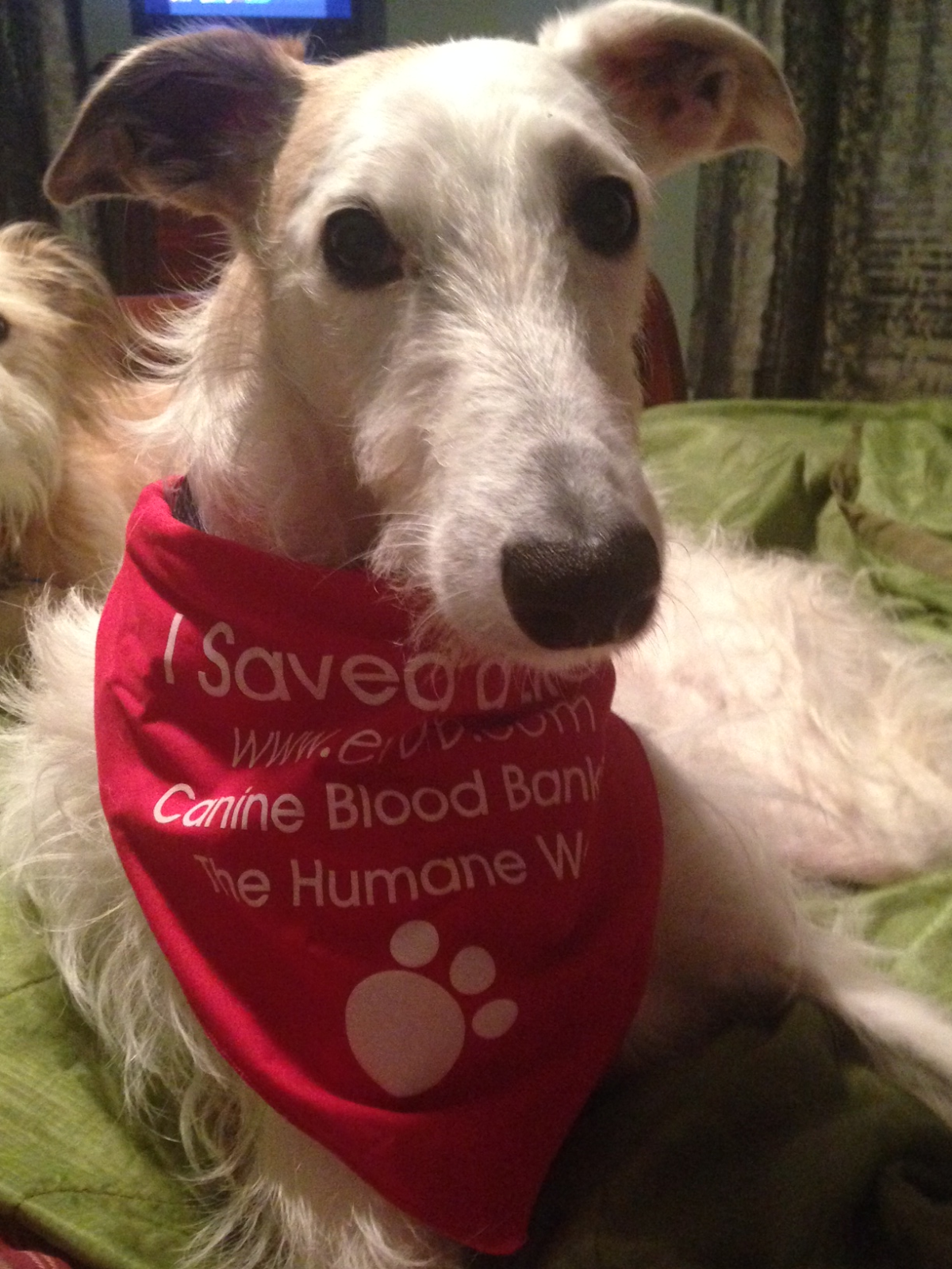 Blood DonationSaving Lives in Frederick, MD and Beyond Kingsbrook Animal Hospital